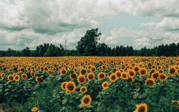 79 4k Ultra Hd Sunflower Wallpapers Background Images