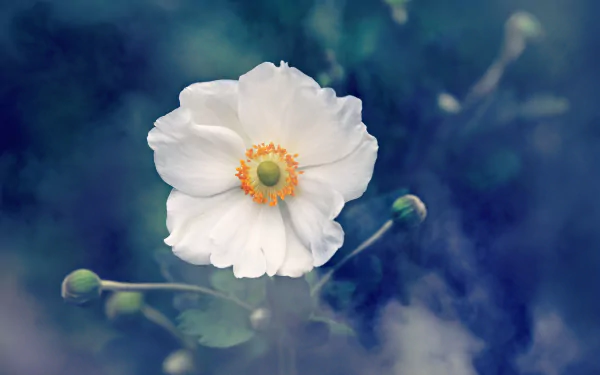 HD PC desktop wallpaper: a single white anemone flower with a yellow center set against a soft-focus blue-green nature background.