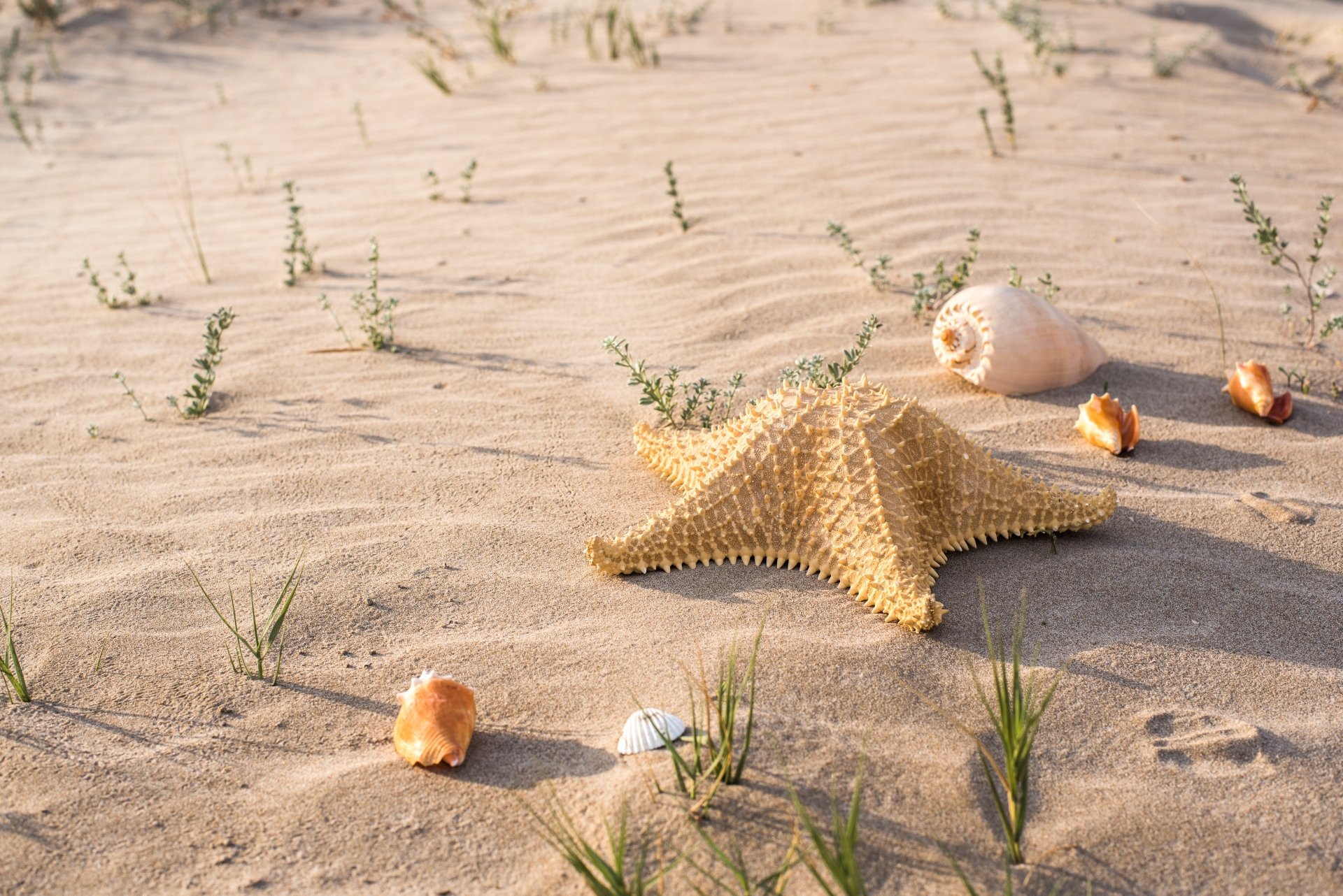 4K Ultra HD desktop wallpaper featuring a starfish and seashells resting on sandy beach with scattered green plants under soft sunlight.