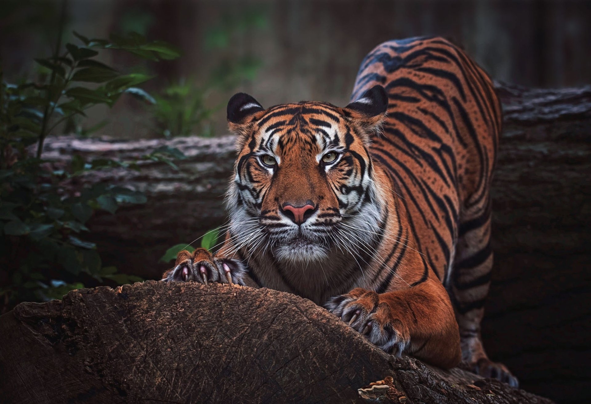 HD desktop wallpaper featuring a majestic tiger crouched on a rock, surrounded by lush greenery, showcasing its striking orange and black stripes.