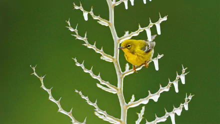  Yellow Warbler in Frozen Tree Branch