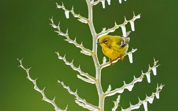 Animal Yellow Warbler Birds Passerines Bird Warbler Branch Ice Frozen Winter HD Wallpaper | Background Image