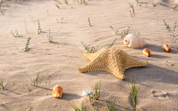 4K Ultra HD desktop wallpaper featuring a starfish and seashells resting on sandy beach with scattered green plants under soft sunlight.