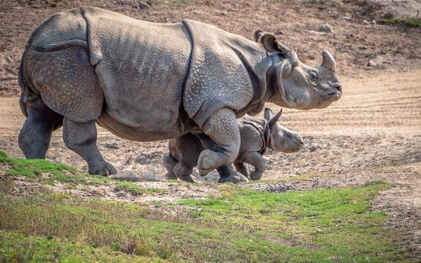 Animal Rhino Wildlife Baby Animal HD Wallpaper | Background Image