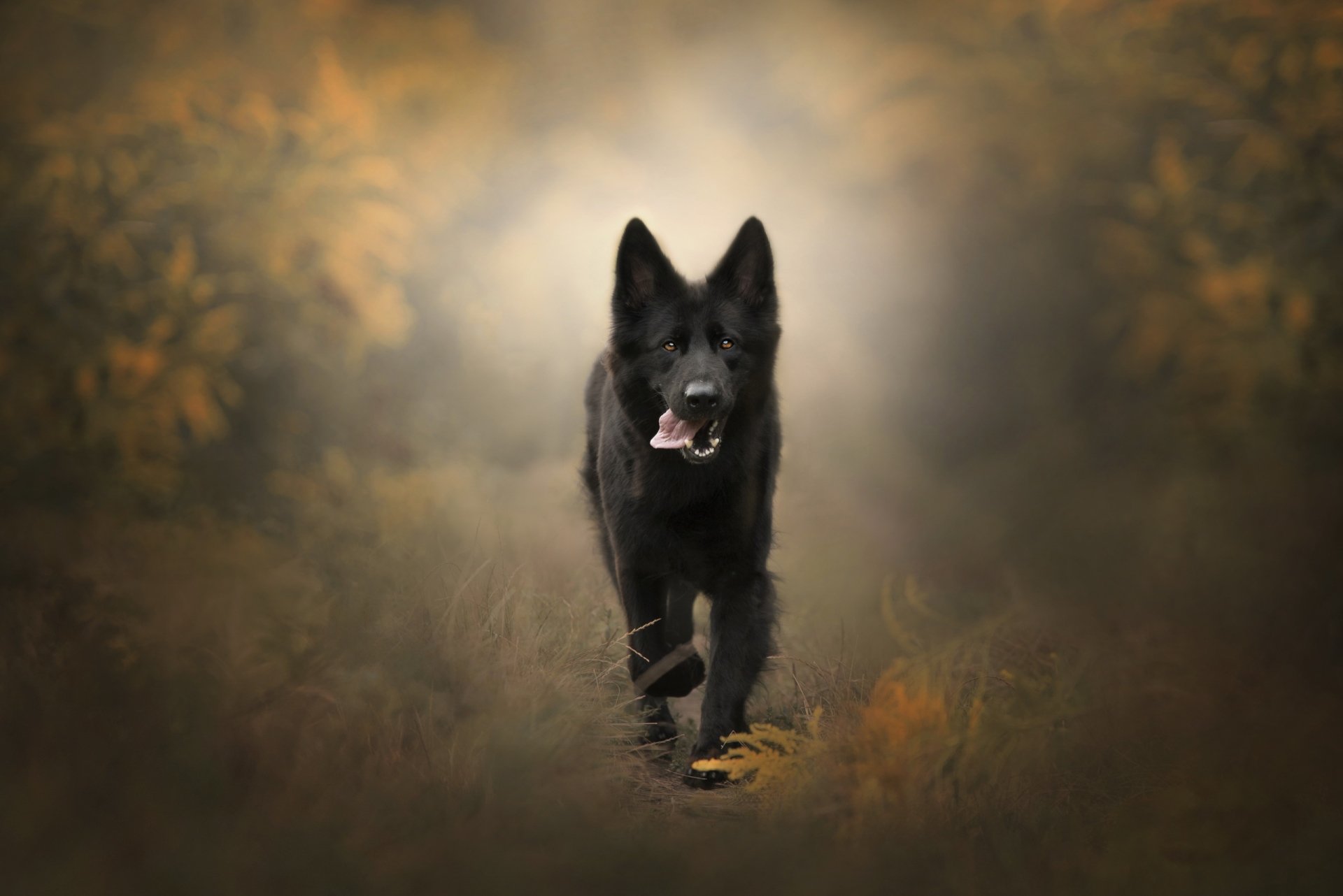 HD desktop wallpaper featuring a German Shepherd dog in sharp focus with a soft, blurred background showcasing depth of field effects.