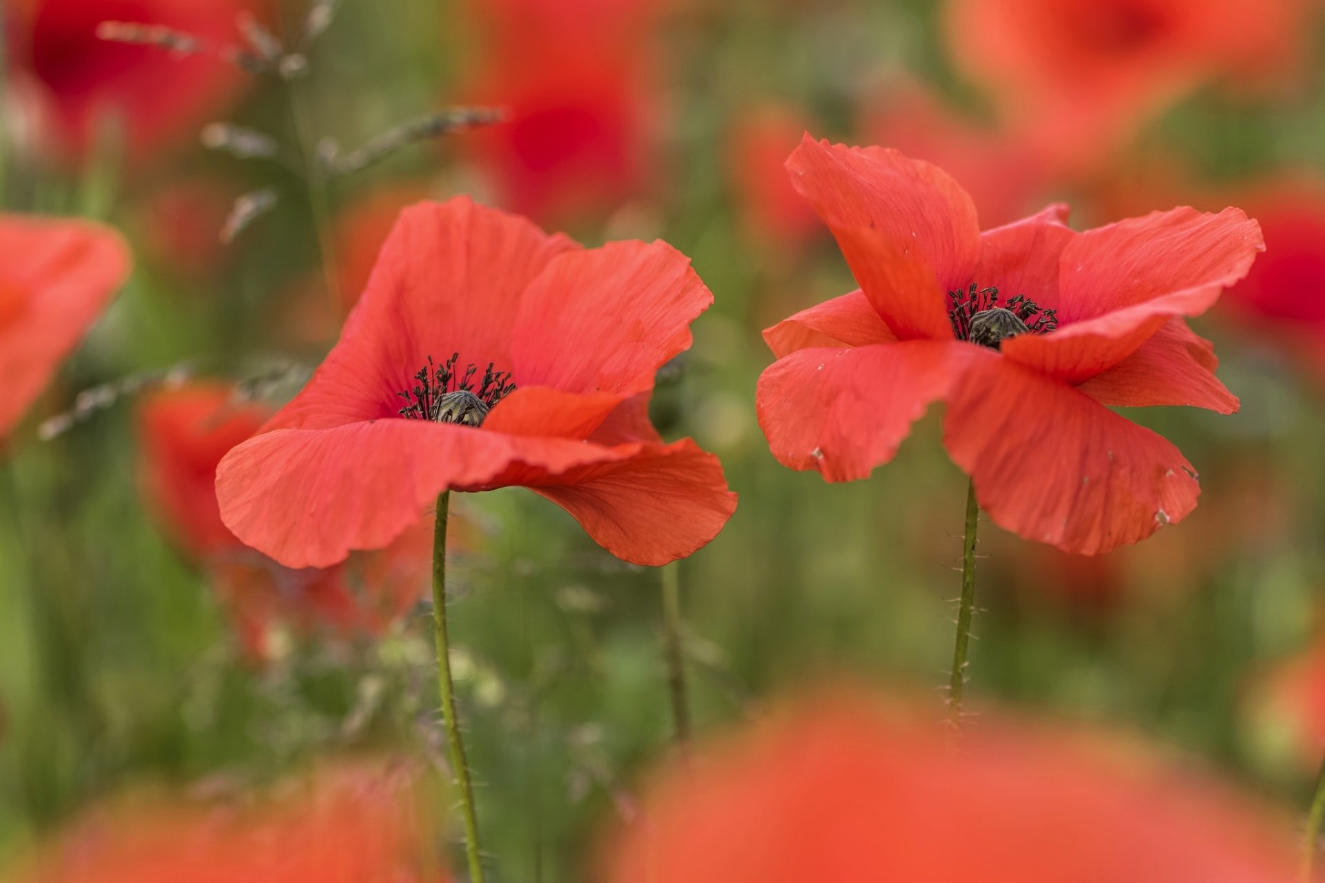 Summer's Embrace: Vibrant Red Poppies in Stunning Close-Up HD Wallpaper ...