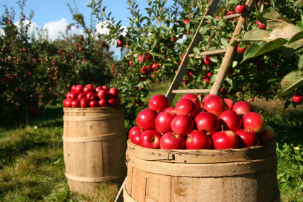 HD desktop wallpaper featuring vibrant red apples in wooden barrels with a sharp depth of field, set in a sunny orchard filled with fruit-laden apple trees.
