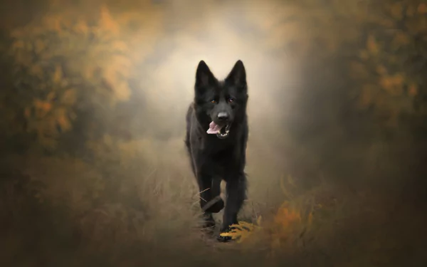 HD desktop wallpaper featuring a German Shepherd dog in sharp focus with a soft, blurred background showcasing depth of field effects.