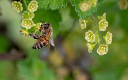 HD PC desktop wallpaper showing a close-up of a bee collecting nectar from small greenish-yellow flowers, highlighting the connection between animal and flower in nature.