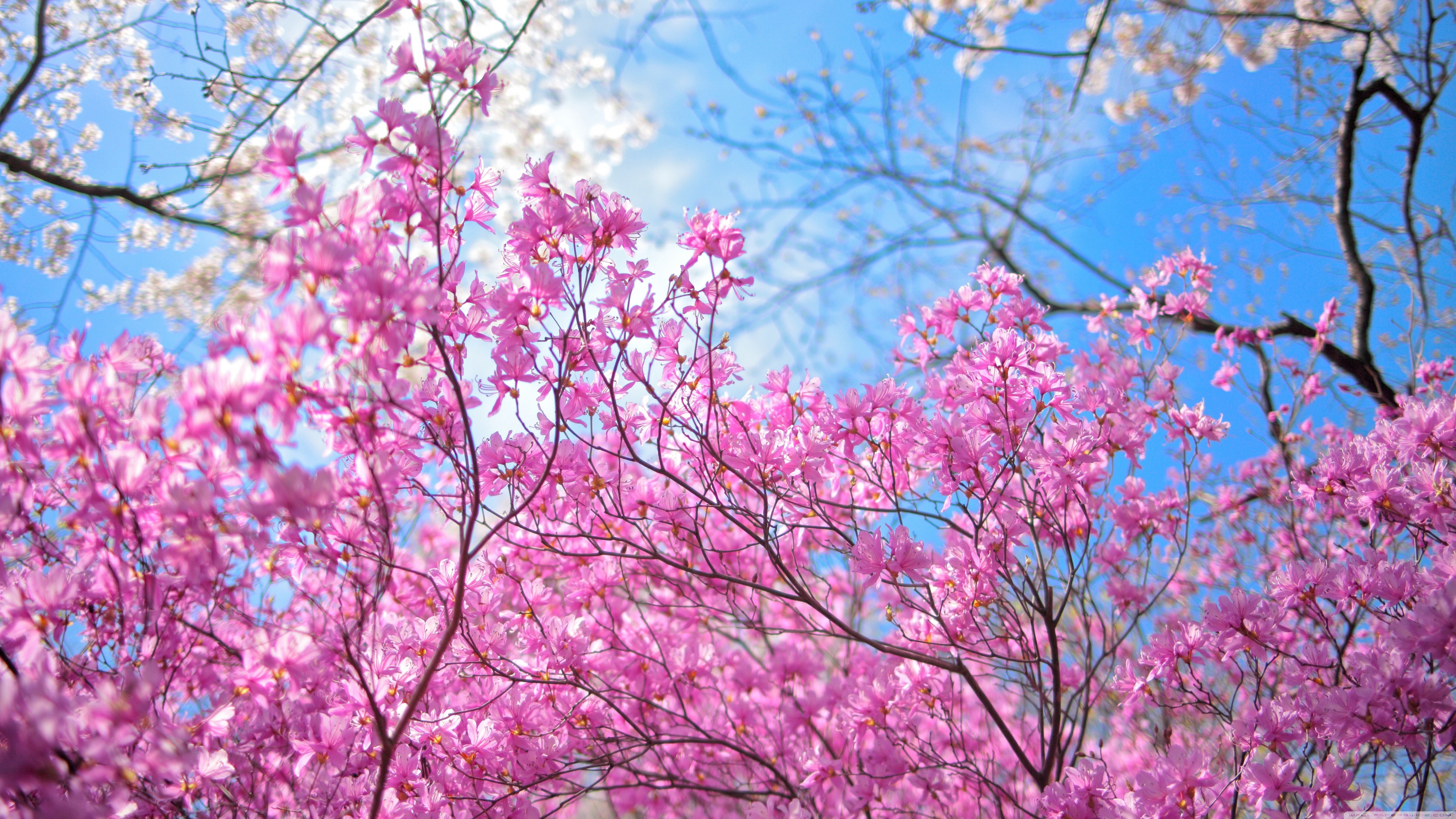 Cherry Blossom Wallpapers 4K HD