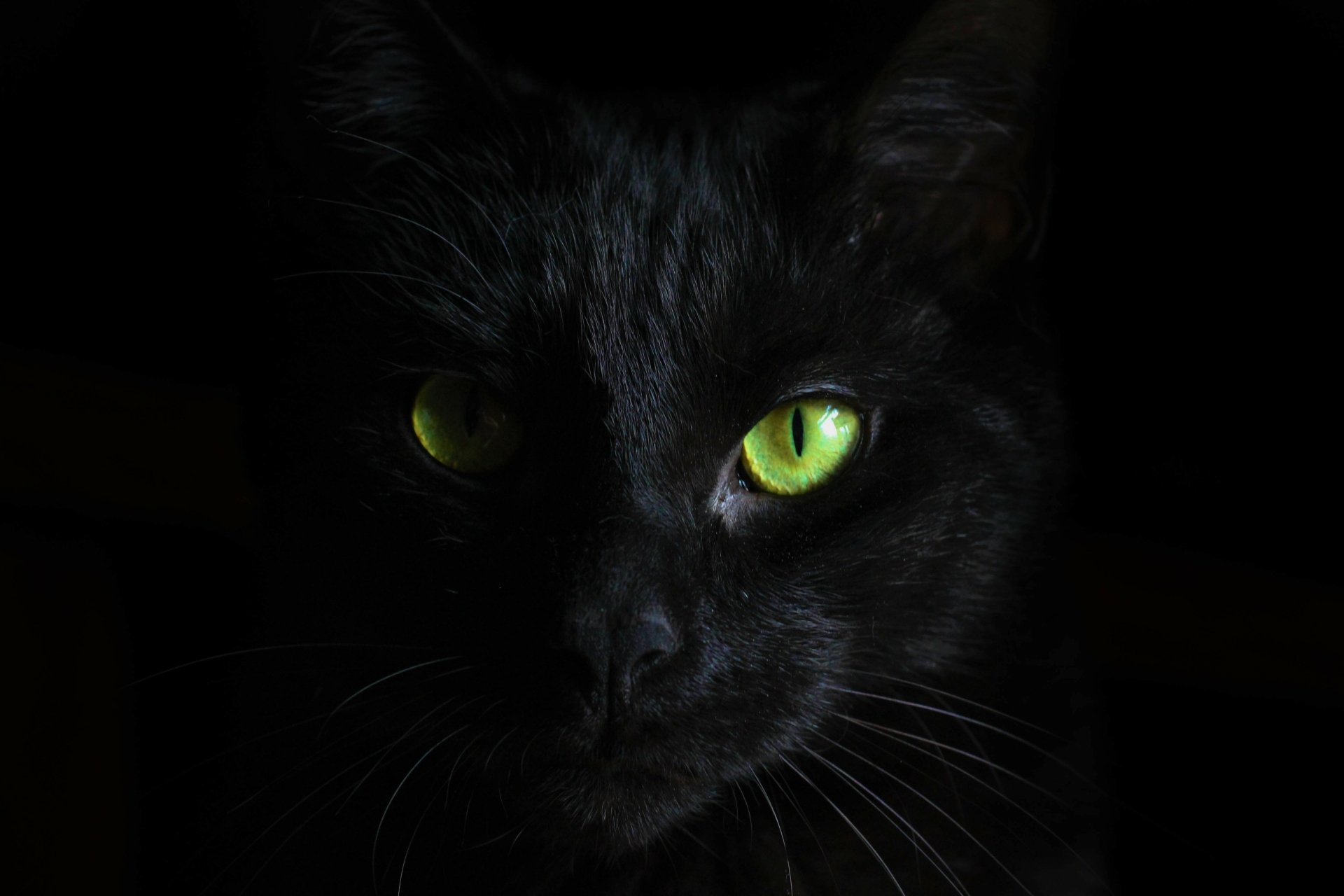 Aesthetic black cat HD wallpapers | Pxfuel