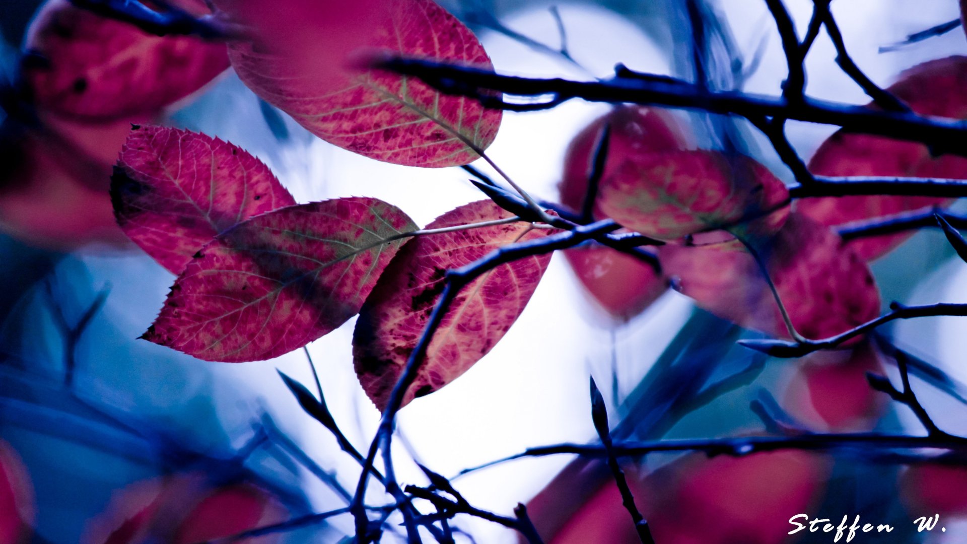 Download Nature Leaf 4k Ultra HD Wallpaper