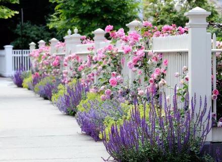 HD desktop wallpaper showcasing a beautifully maintained garden with a white fence, vibrant pink rose bush, and lush lavender flowers, captured with depth of field for an elegant background.