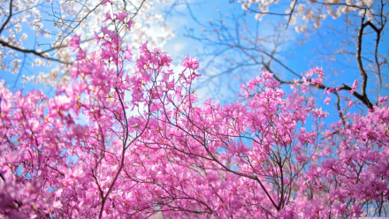 Vibrant pink cherry blossom branches bloom against a clear blue sky in this 4K Ultra HD nature wallpaper and desktop background.
