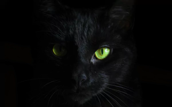 A striking black cat with bright green eyes stares directly at the viewer, set against a dark background. This 4K Ultra HD image showcases its captivating features.