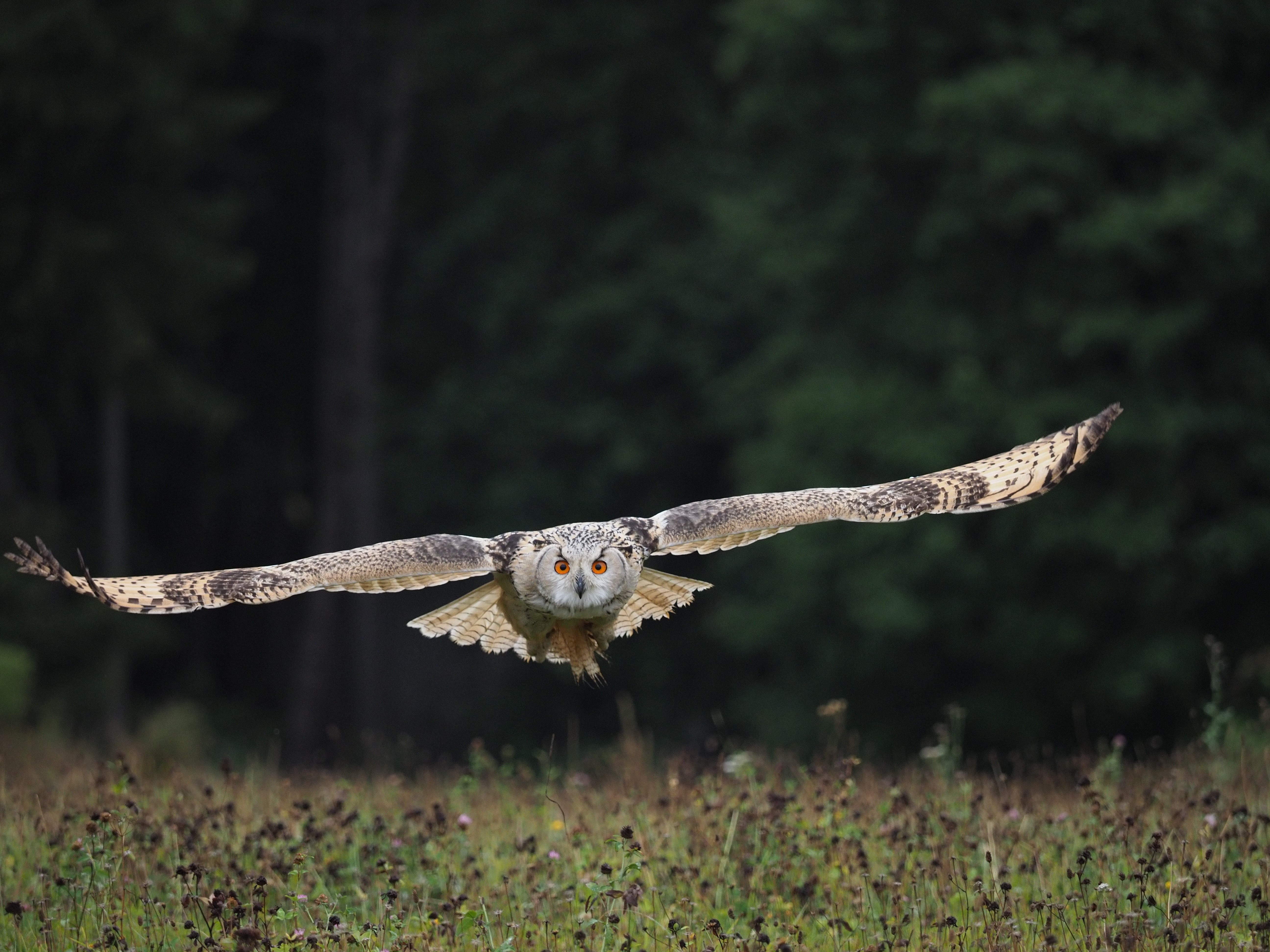 Owl in Flight by Petr Elvis