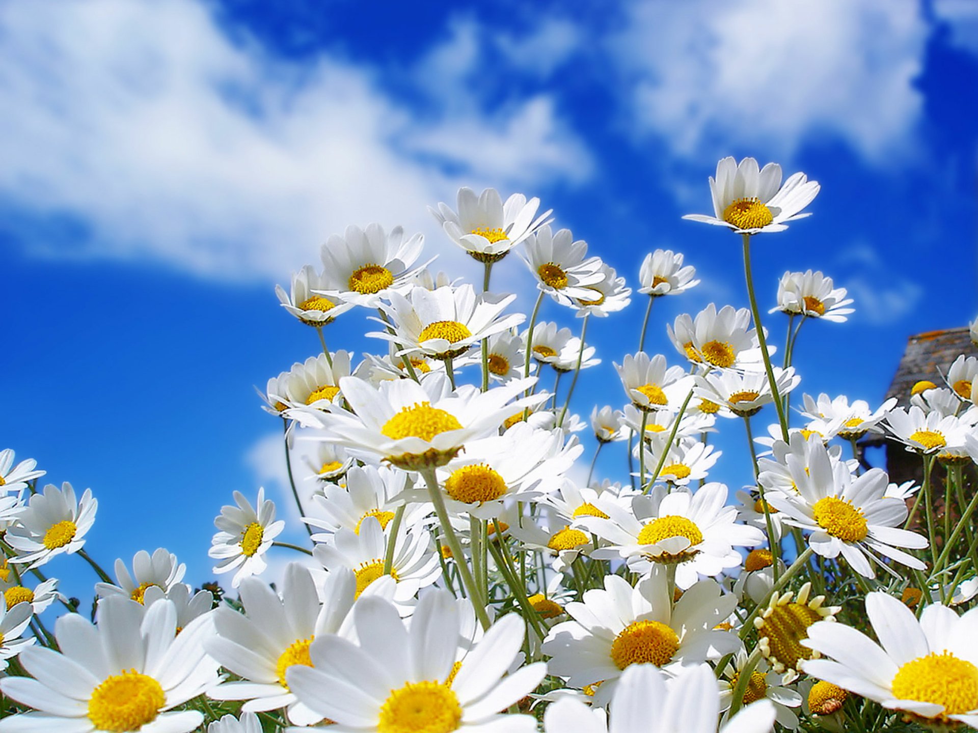 A vibrant HD desktop wallpaper featuring a field of white daisies under a clear, blue sky. The bright yellow centers of the daisies stand out against the lush green foliage and the soft, scattered clouds.