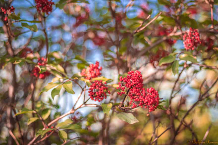 currants nature close-up HD Desktop Wallpaper | Background Image
