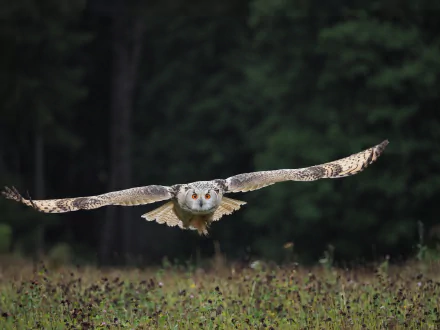 An owl flies directly at the camera with its wings fully extended in a natural setting, creating a dynamic HD wallpaper.