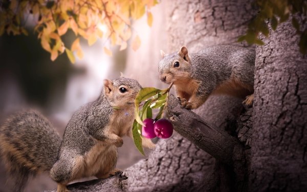 Animal Squirrel Rodent HD Wallpaper | Background Image