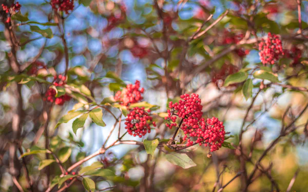 currants nature close-up HD Desktop Wallpaper | Background Image
