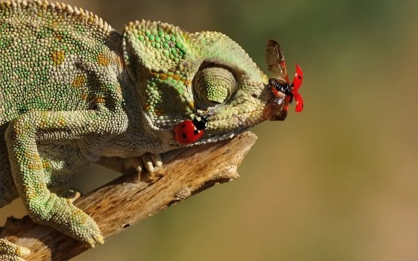 Animal Chameleon Reptiles Lizard Reptile Insect Ladybug HD Wallpaper | Background Image