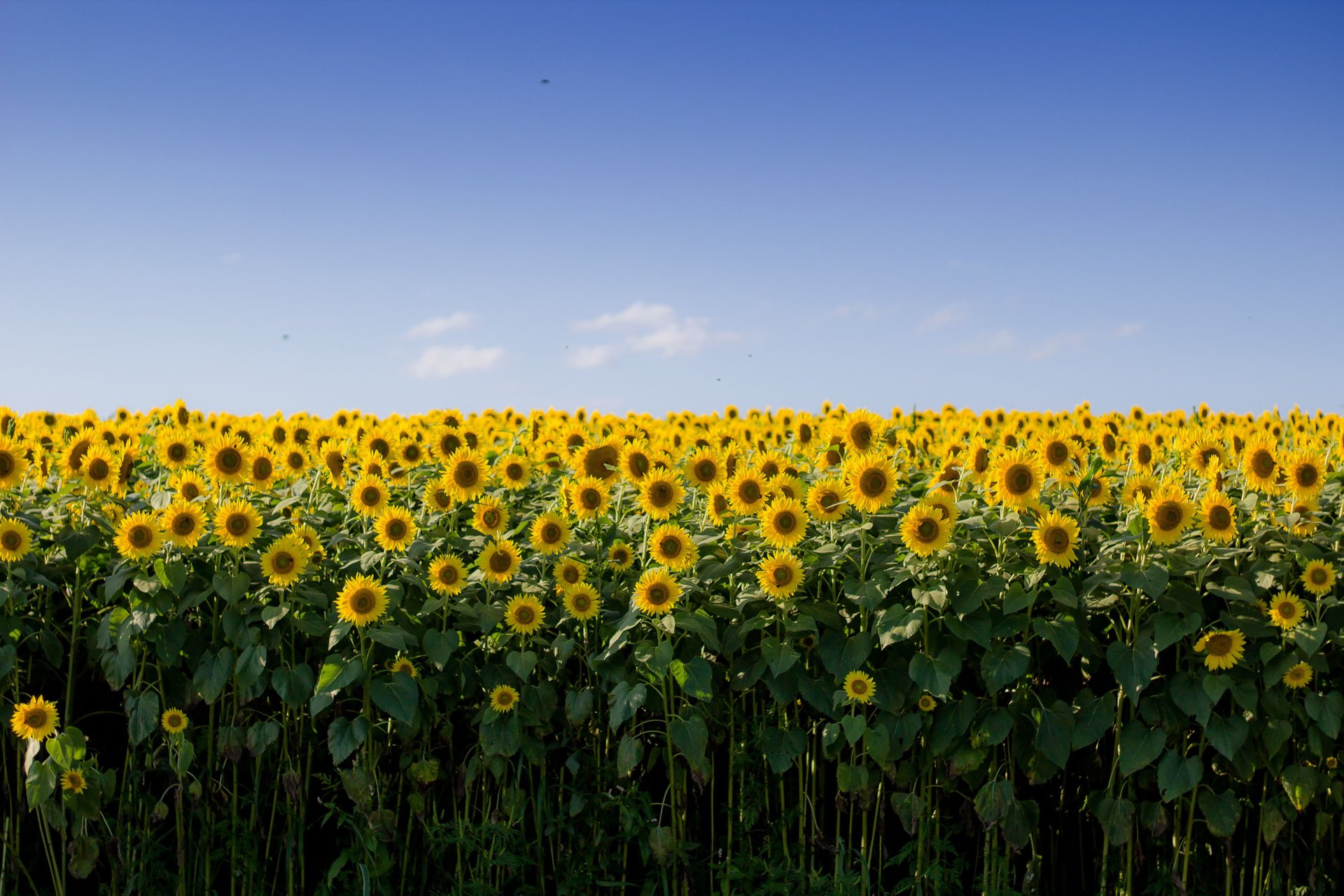 Download Yellow Flower Summer Nature Sunflower Hd Wallpaper