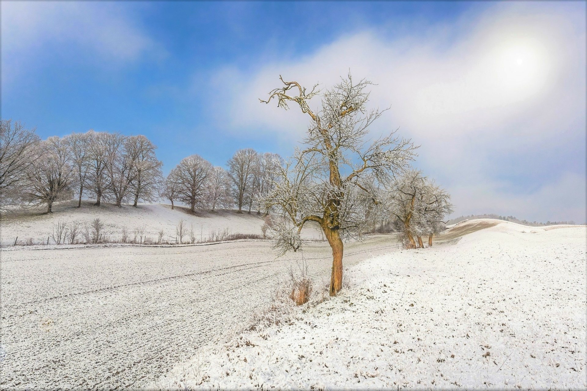 Download Snow Tree Nature Winter HD Wallpaper | 2048x1365 | Wallpaper Abyss
