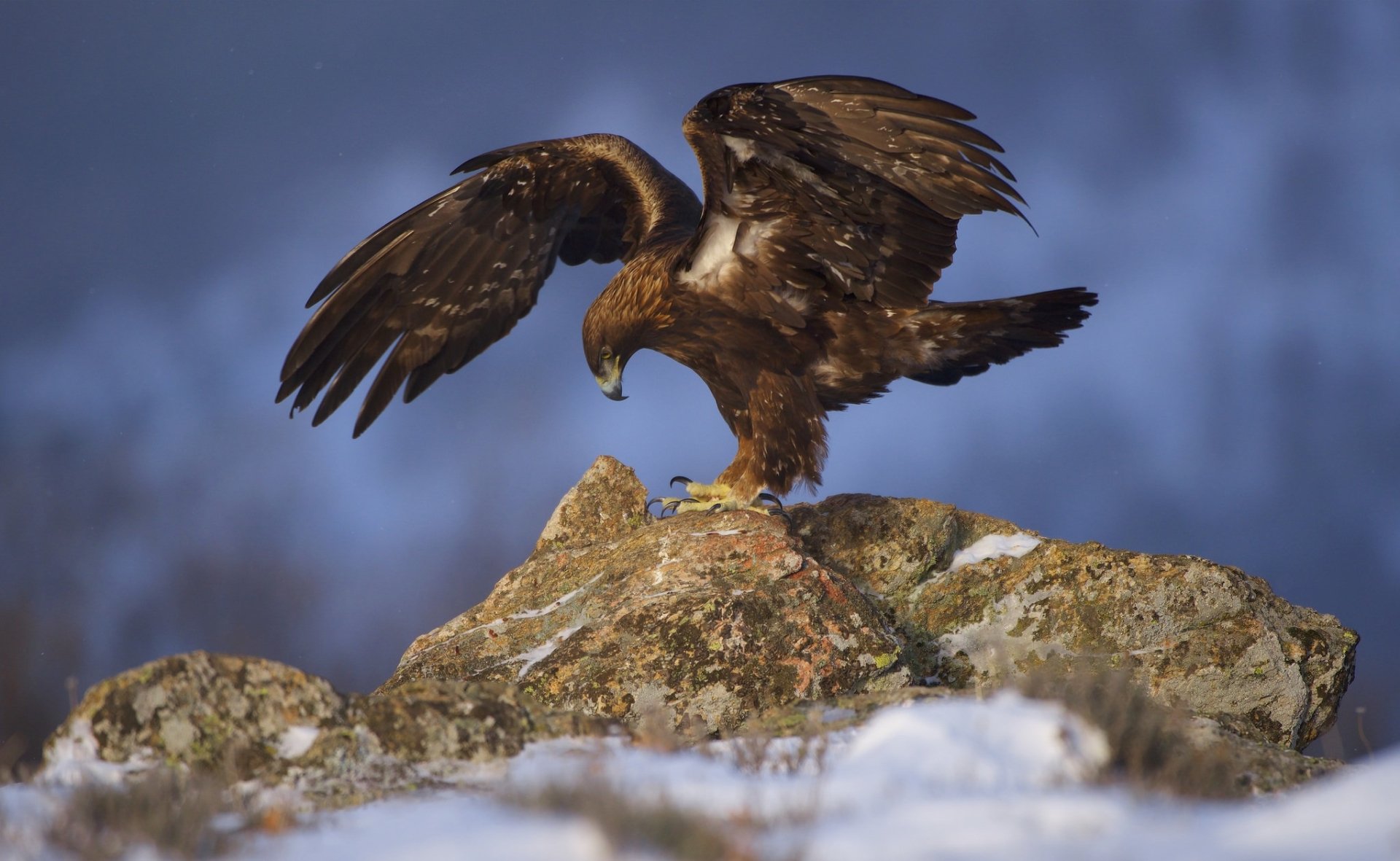 HD desktop wallpaper of a majestic eagle, a powerful bird of prey, perched on rocky terrain against a blurred natural background.