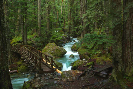 HD desktop wallpaper featuring a serene forest scene with lush greenery, a wooden bridge crossing a flowing stream, surrounded by dense nature.