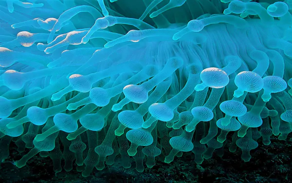  Sea Anemone