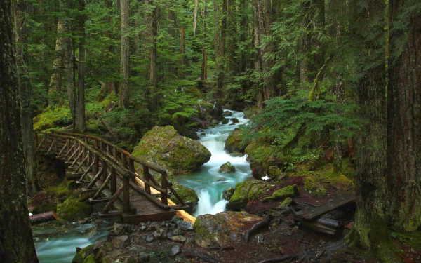 HD desktop wallpaper featuring a serene forest scene with lush greenery, a wooden bridge crossing a flowing stream, surrounded by dense nature.