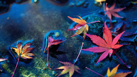  Maple Leaves