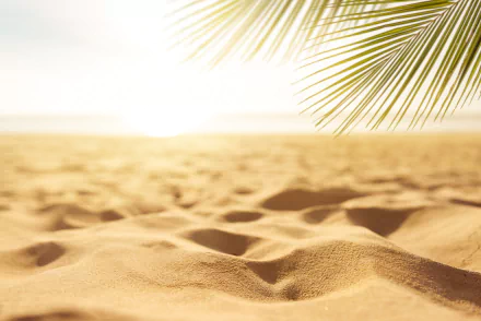 4K Ultra HD desktop wallpaper featuring golden sand on a serene beach with soft sunlight filtering through palm leaves, capturing the beauty of nature.