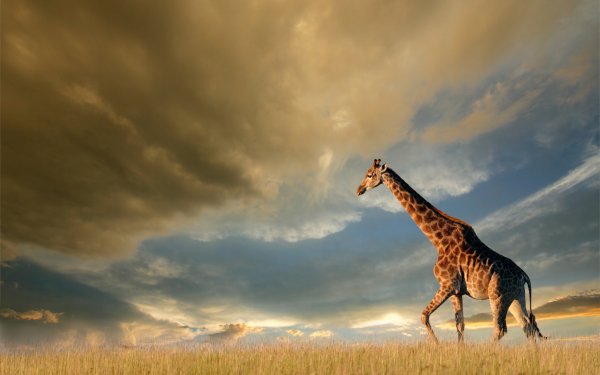 Animal Giraffe Cloud HD Wallpaper | Background Image