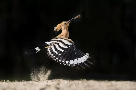 A hoopoe bird captured mid-flight against a dark background, dust scattering beneath its wings in this HD desktop wallpaper.