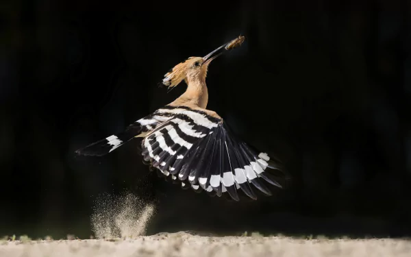 A hoopoe bird captured mid-flight against a dark background, dust scattering beneath its wings in this HD desktop wallpaper.