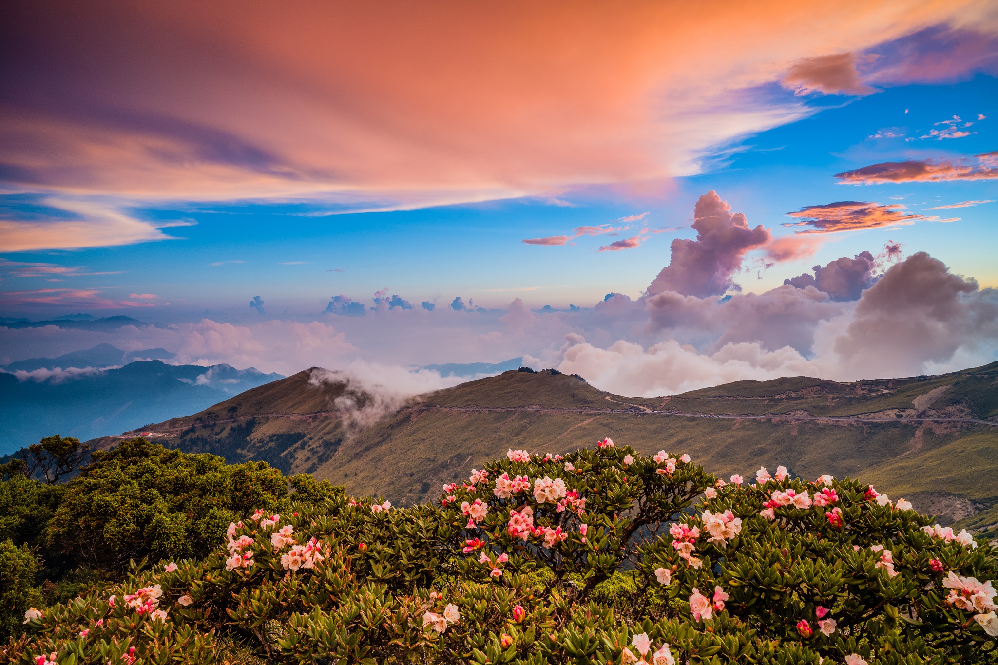 Download Cloud Flower Mountain Nature Landscape HD Wallpaper