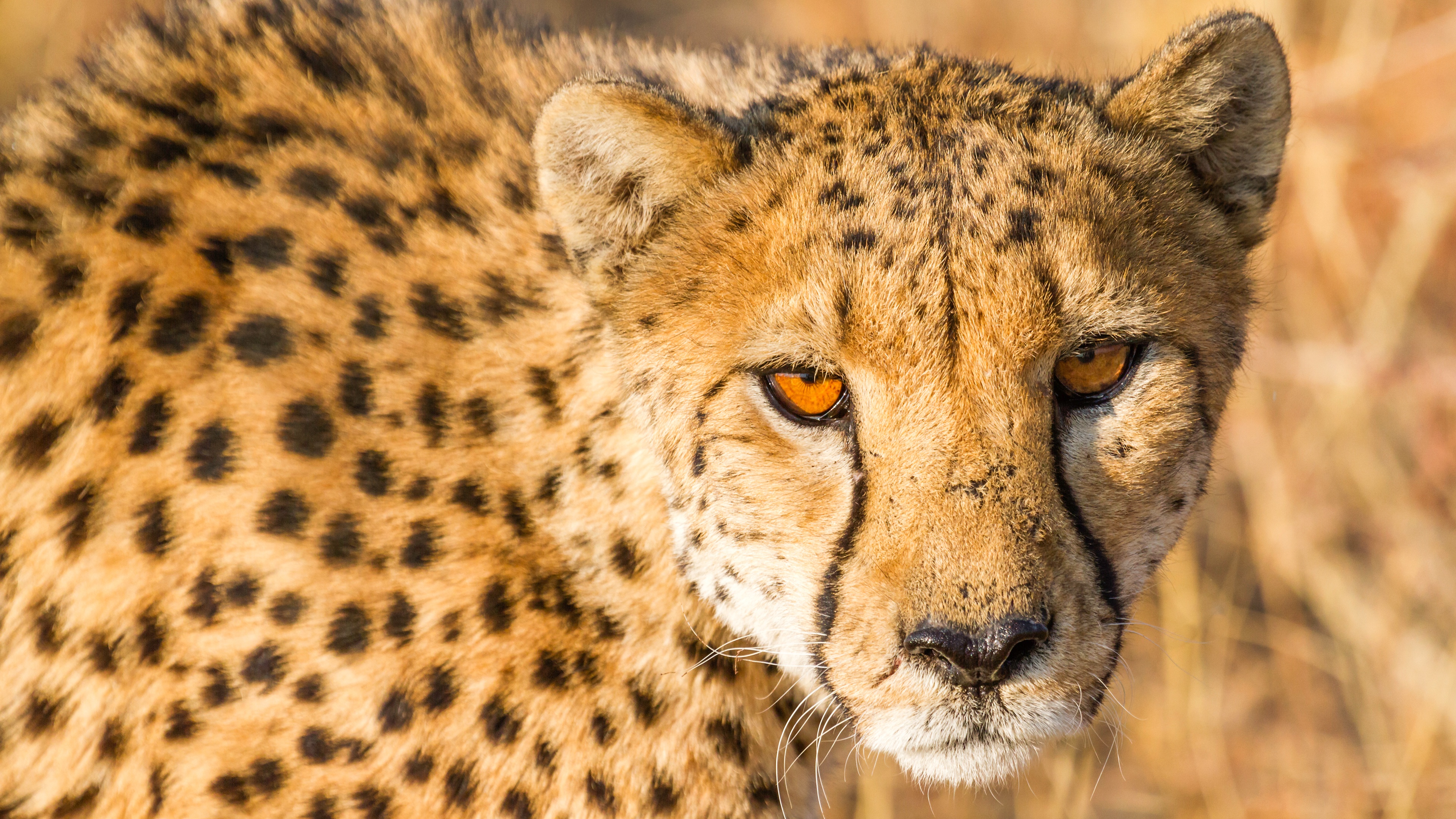 Animal Cheetah HD Wallpaper by Daniel Smith