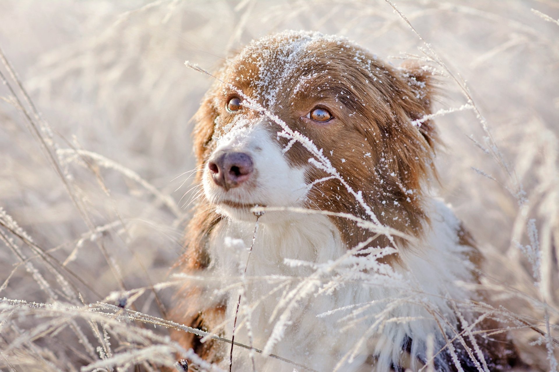 HD PC desktop wallpaper of an Australian Shepherd dog (animal) in frost-covered grasses, bathed in soft winter light.