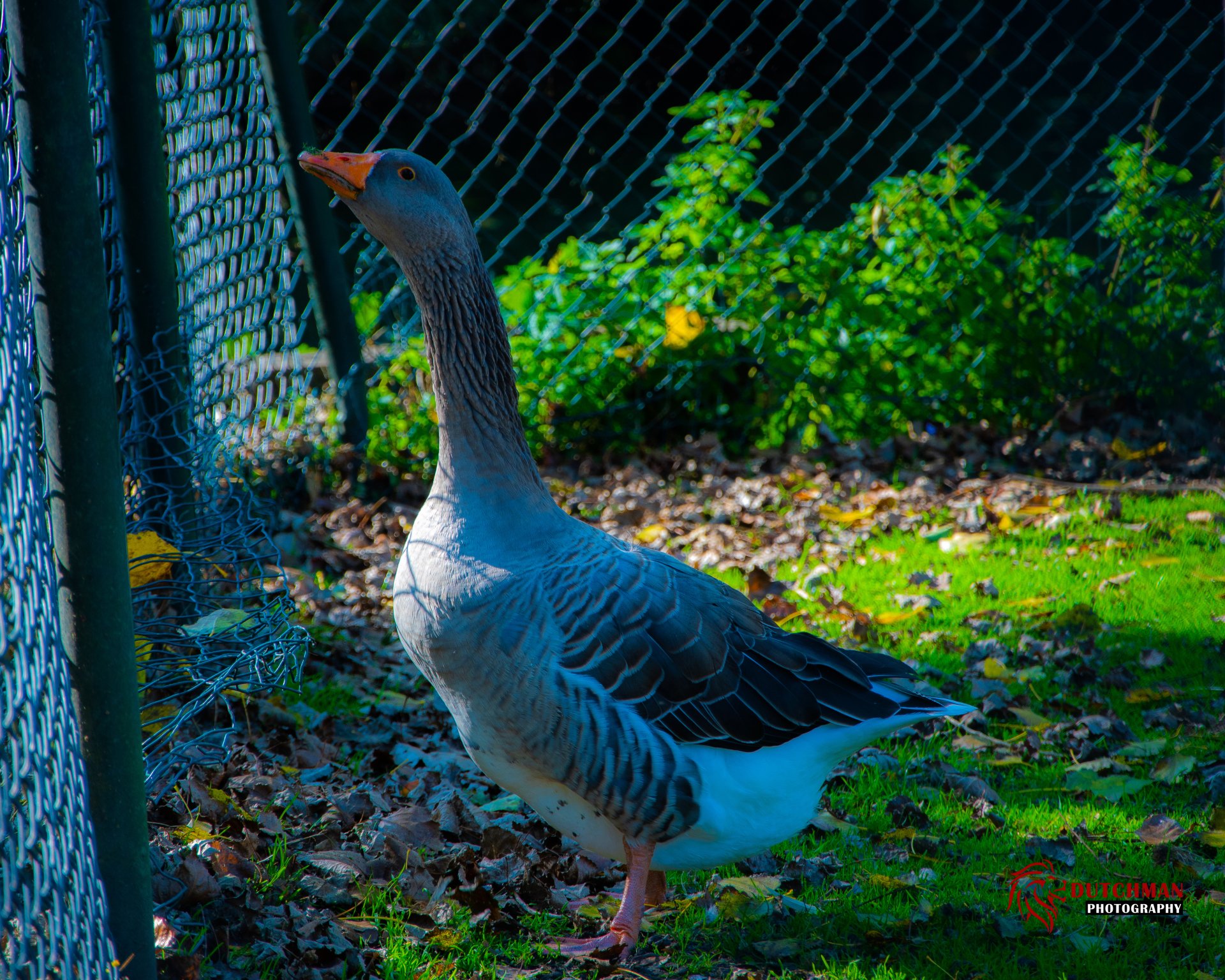 Standing Tall by CrashingDutchman