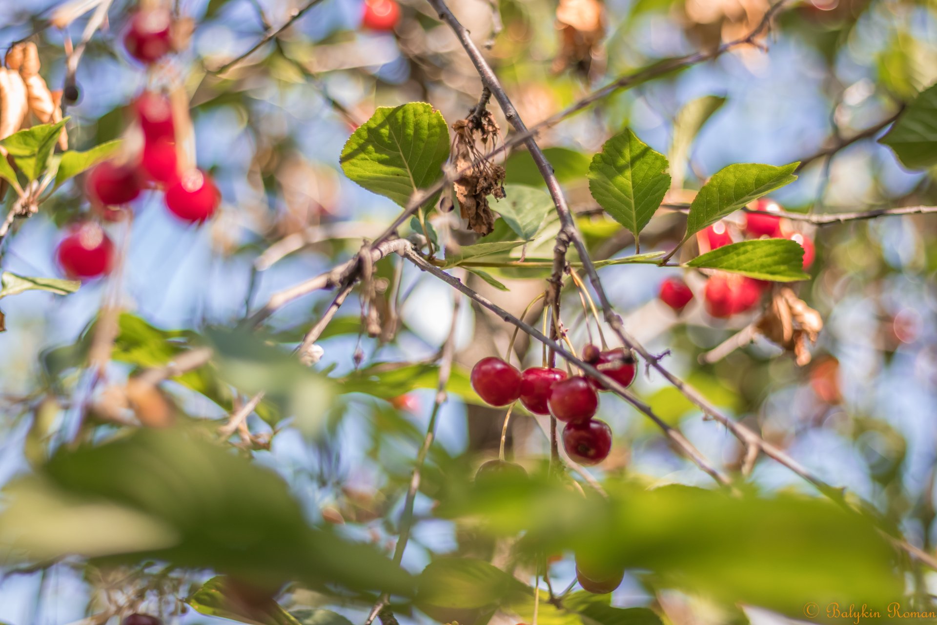 Download Food Cherry 4k Ultra HD Wallpaper by Vergilius