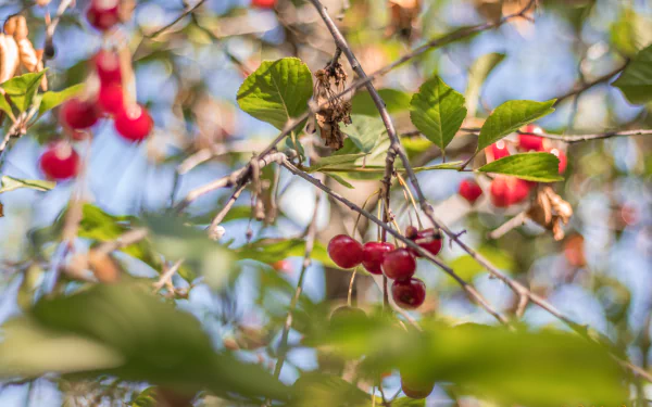food cherry HD Desktop Wallpaper | Background Image