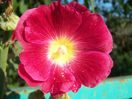 flower red flower nature mallow HD Desktop Wallpaper | Background Image