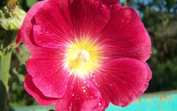 flower red flower nature mallow HD Desktop Wallpaper | Background Image