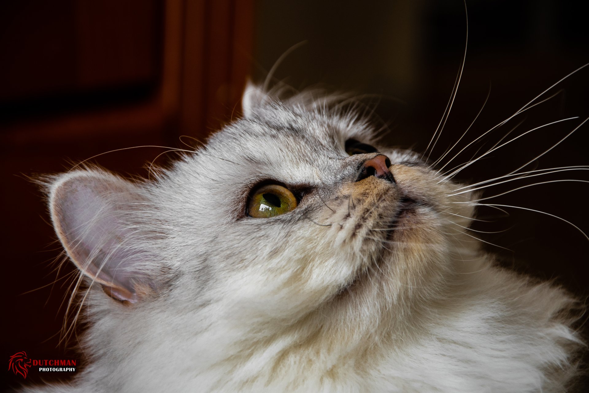 Close-up portrait of a white cat with yellow eyes, captured in stunning detail as a 4K Ultra HD PC desktop wallpaper and background.