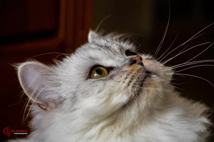 Close-up portrait of a white cat with yellow eyes, captured in stunning detail as a 4K Ultra HD PC desktop wallpaper and background.