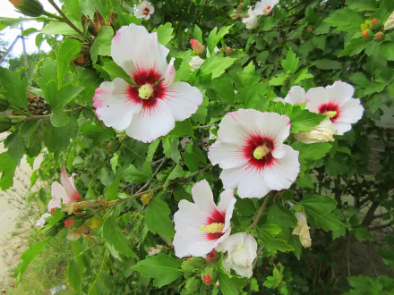 nature hibiscus HD Desktop Wallpaper | Background Image