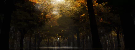 HD anime desktop wallpaper featuring a mystical forest scene with tall trees and dappled sunlight.