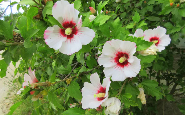 nature hibiscus HD Desktop Wallpaper | Background Image